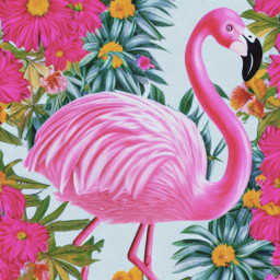 freetoedit animal flamingo flowers