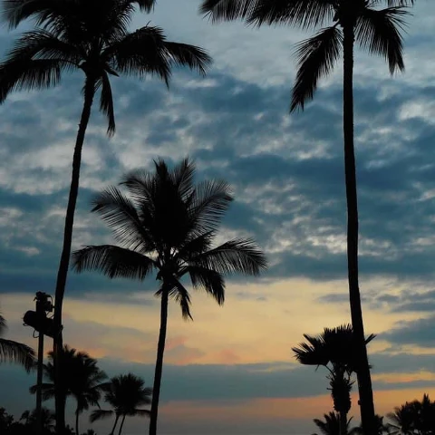 #freetoedit,#pcsilhouettesandshadows,#silhouettesandshadows,#hawaii,#palmtrees,#sunset