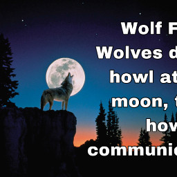 wolffactfriday wolffacts wolf wolfpaws cute adorable wolffactoftheday wolffactdaytoday wolffact moon howling wolfhowling wolvesdonthowlatthemoon freetoedit