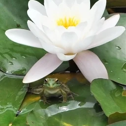 lotusflower nenufar rana frog animal pcmyfavouriteshot myfavouriteshot freetoedit