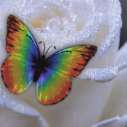 freetoedit butterfly moth neon rainbow neonrainbow