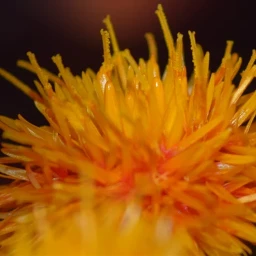 macro flower freetoedit pcyellowphotography yellowphotography