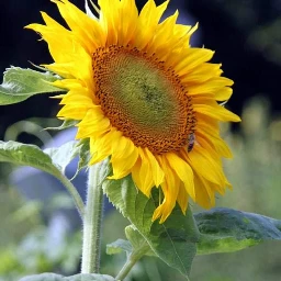 yellow gelb sunflower sonnenblume nature natur photographie photography fotography fotografie blossom blüte freetoedit pcyellowphotography yellowphotography