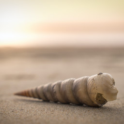 seashell shell closeup sand beach goldenhour sunset nature wallpaper unsplash freetoedit