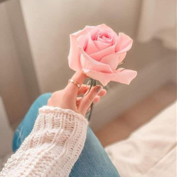 lovelydoaa rose pinkrose freetoedit