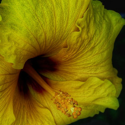 nature naturephotography flower yellow texture macrophotography myphotography freetoedit