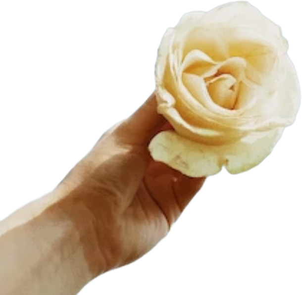 flowerinhand hand rose creamrose sticker by @pravi_k