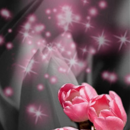 тюльпаны розовый праздник freetoedit