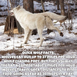 wolf wolffactfriday wolffact wolffacts wolffactoftheday snow cool pretty running distance winter whitewolf freetoedit