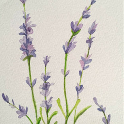 lavender lavenderplant lavendergarden lavenderflowers lavenderfield flower flowers plant leaf plantain garden freetoedit