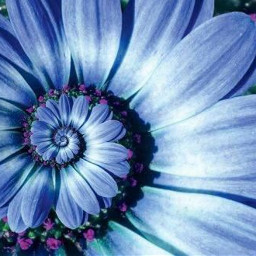 ccc picsart background blue nature flower unendlich spirale freetoedit