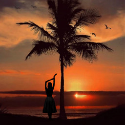 forest trees اشجار night dark tree sun sunset girl beach birds sea فتاة شجرة غروب غروب_الشمس طيور freetoedit