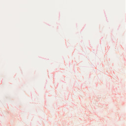flowers pinkflowers delicate subtle background pink unsplash freetoedit