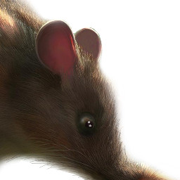 freetoedit nature mouse cute adorable animal rodent rat cuterat rodentlove rodentlivesmatter