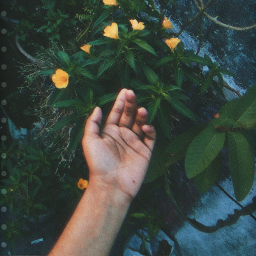 yellow aesthetic flowers hands madewithpicsart freetoedit