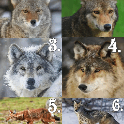 lobster bluelobster meme wolfquiz wolfquizzes gif bluelobstermeme wolf coyote ethiopianwolf redwolf greywolf floofy funny animal game freetoedit