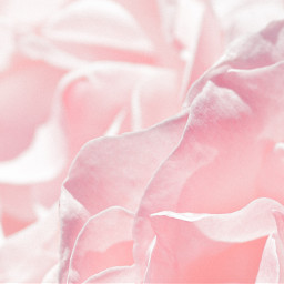 rose closeup macro pink background unsplash freetoedit